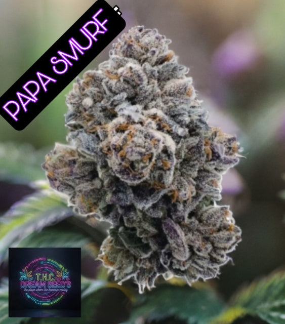 Papa Smurf Seed