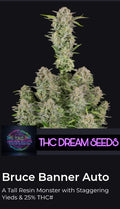Bruce Banner Auto Seed