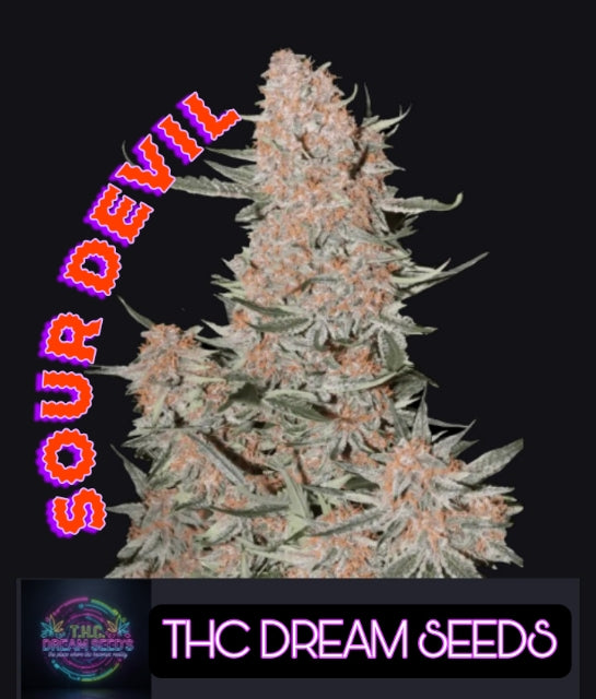 SOUR DEVIL AUTO SEEDS