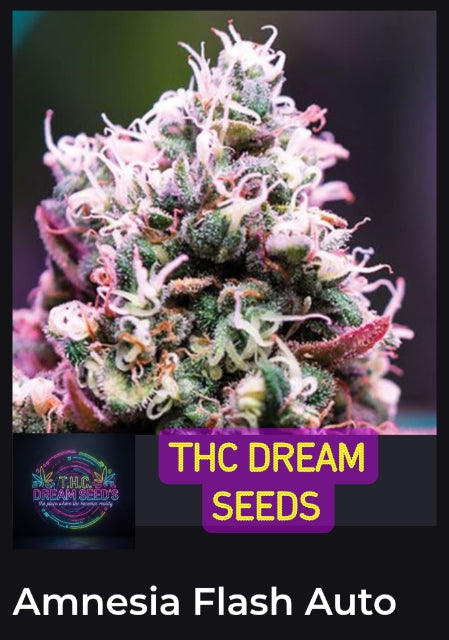 Amnesia Flash Auto