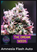 Amnesia Flash Auto