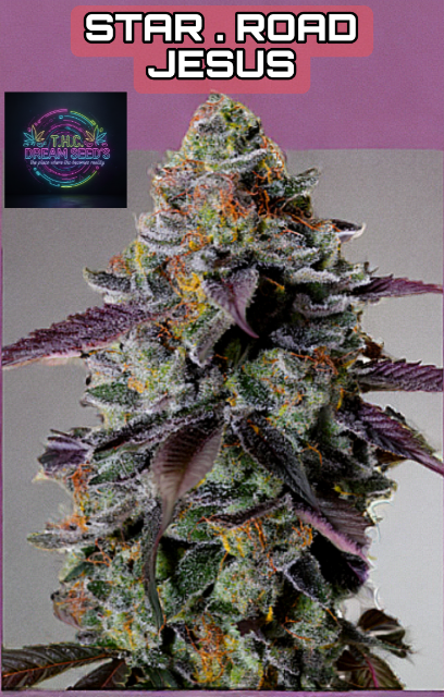 Star Road Jesus Seed